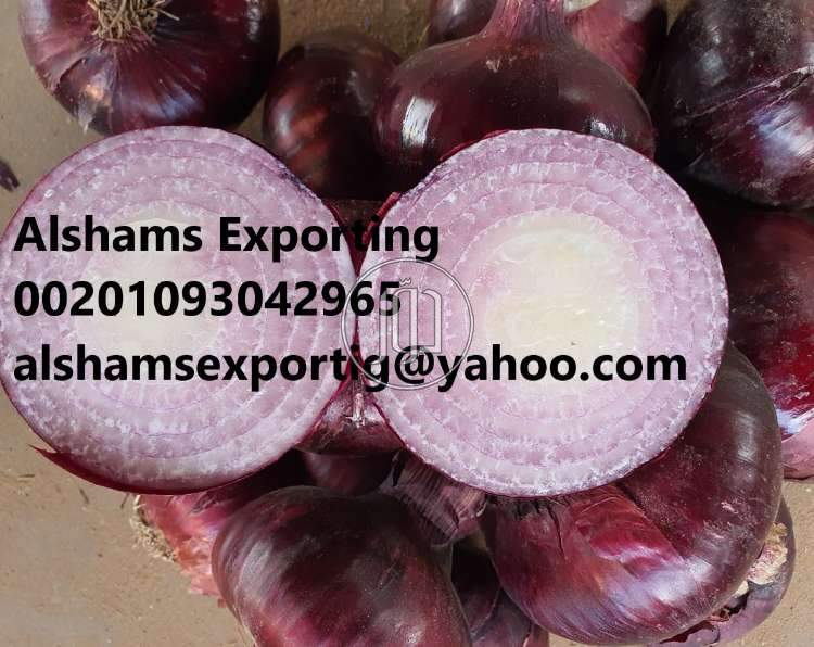 صور محاصيل وبذور زراعية في السعودية - دوّر.كوم