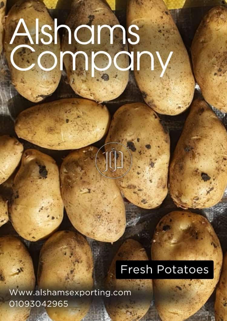 صور محاصيل وبذور زراعية في السعودية - دوّر.كوم