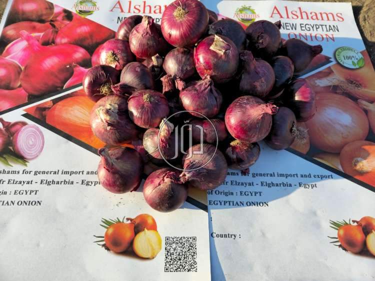محاصيل زراعية في السعودية - دوّر.كوم