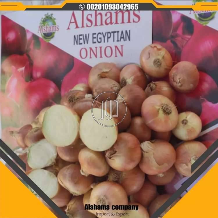 البصل الذهبي - محاصيل وبذور زراعية في السعودية بالكامل