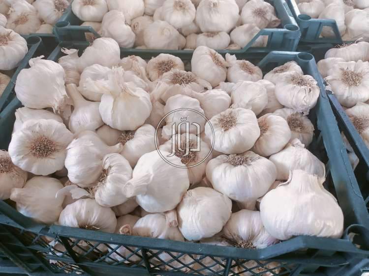 محاصيل زراعية في السعودية - دوّر.كوم