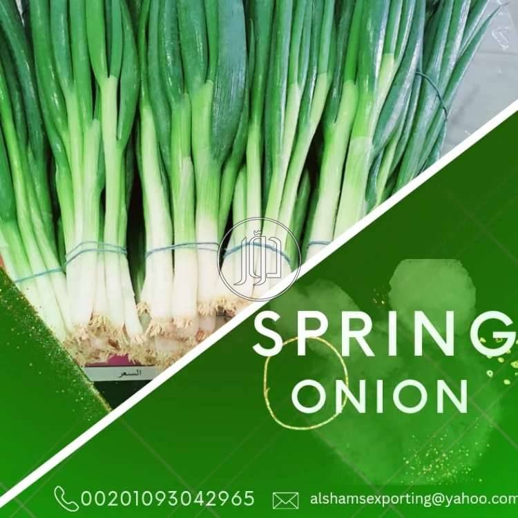 صور محاصيل وبذور زراعية في السعودية - دوّر.كوم