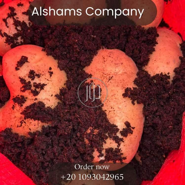 محاصيل زراعية في السعودية - دوّر.كوم