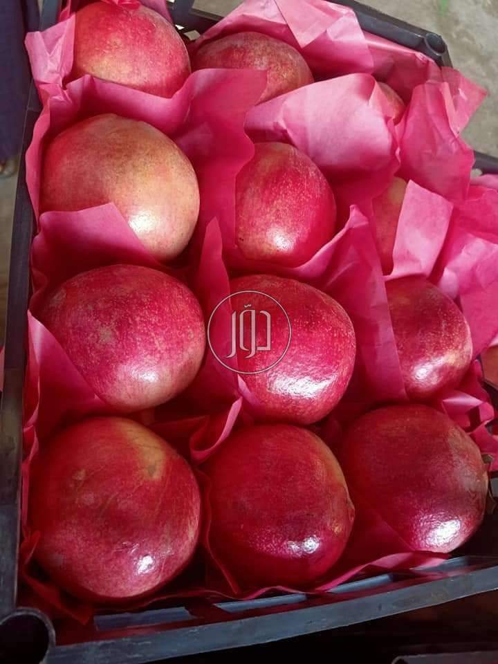 صور محاصيل وبذور زراعية في السعودية - دوّر.كوم