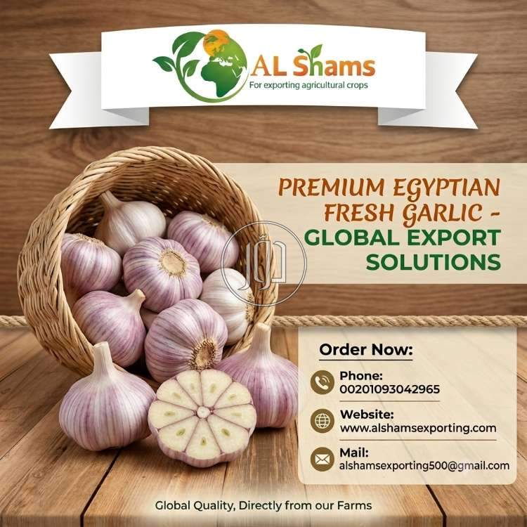 محاصيل زراعية في السعودية - دوّر.كوم