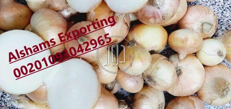 صور محاصيل وبذور زراعية في السعودية - دوّر.كوم