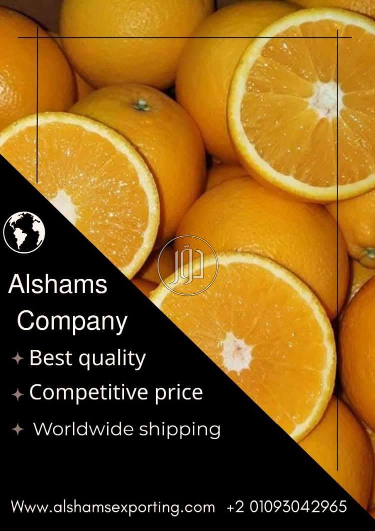 صور محاصيل وبذور زراعية في السعودية - دوّر.كوم