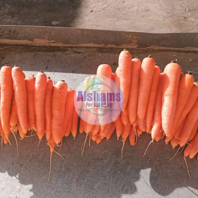 صور محاصيل وبذور زراعية في السعودية - دوّر.كوم