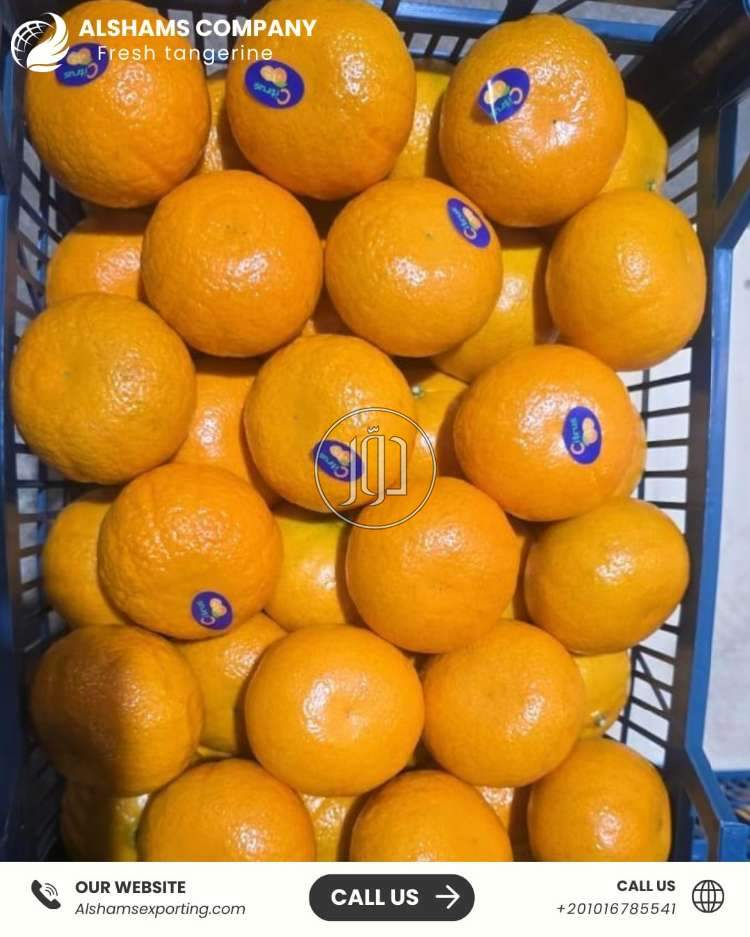🍊 Fresh Clementines – Naturally Sweet & Juicy 🍊