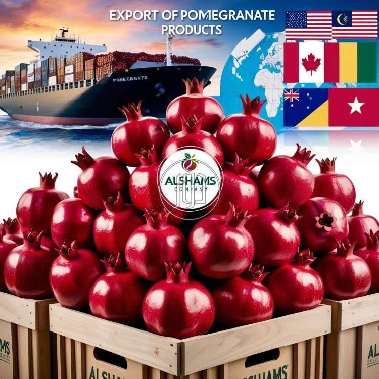 صور محاصيل وبذور زراعية في السعودية - دوّر.كوم