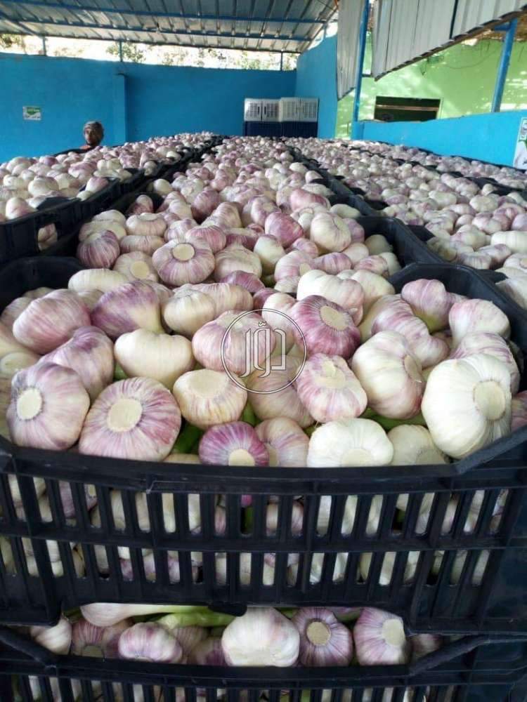 صور محاصيل وبذور زراعية في السعودية - دوّر.كوم