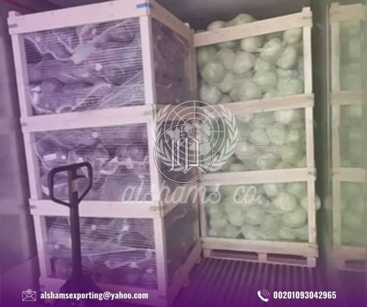 صور محاصيل وبذور زراعية في السعودية - دوّر.كوم