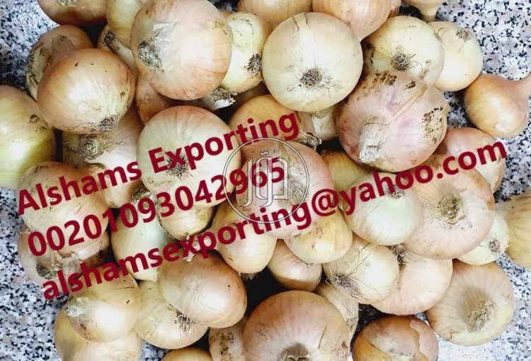 صور محاصيل وبذور زراعية في السعودية - دوّر.كوم