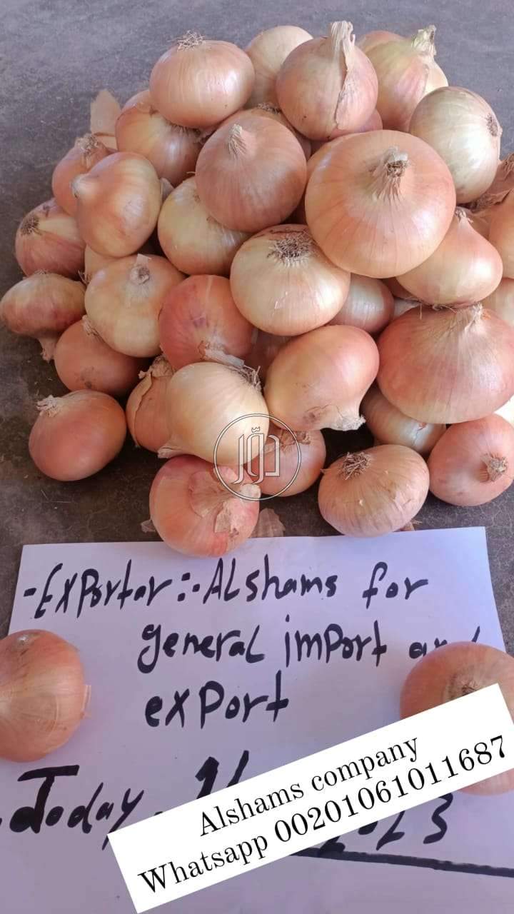 صور محاصيل وبذور زراعية في السعودية - دوّر.كوم