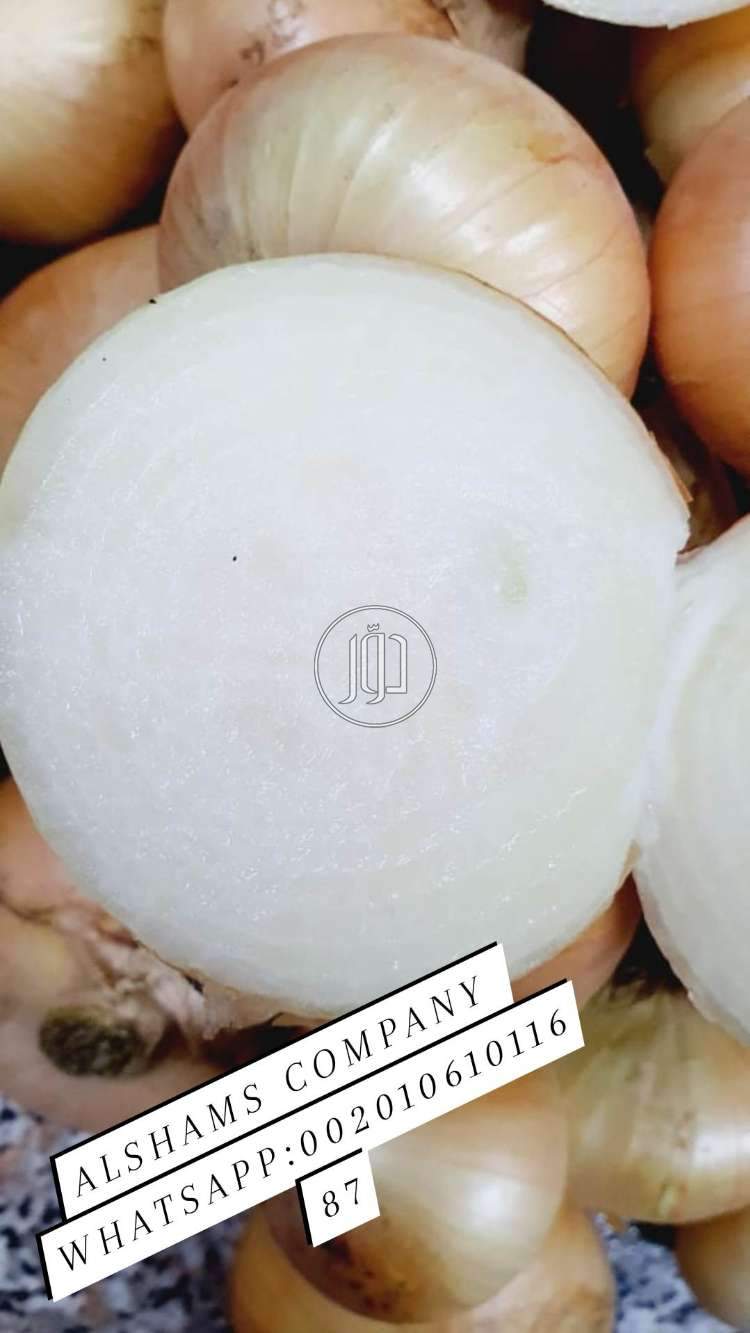 صور محاصيل وبذور زراعية في السعودية - دوّر.كوم