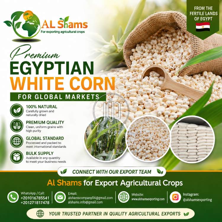محاصيل زراعية في السعودية - دوّر.كوم