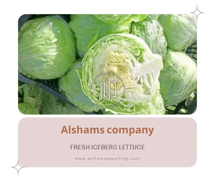 صور محاصيل وبذور زراعية في السعودية - دوّر.كوم