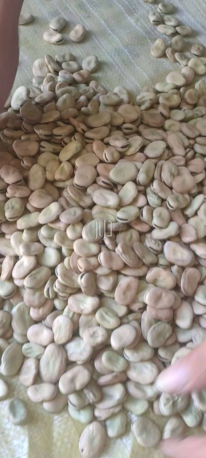 صور محاصيل وبذور زراعية في السعودية - دوّر.كوم