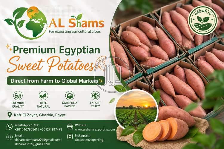 محاصيل زراعية في السعودية - دوّر.كوم