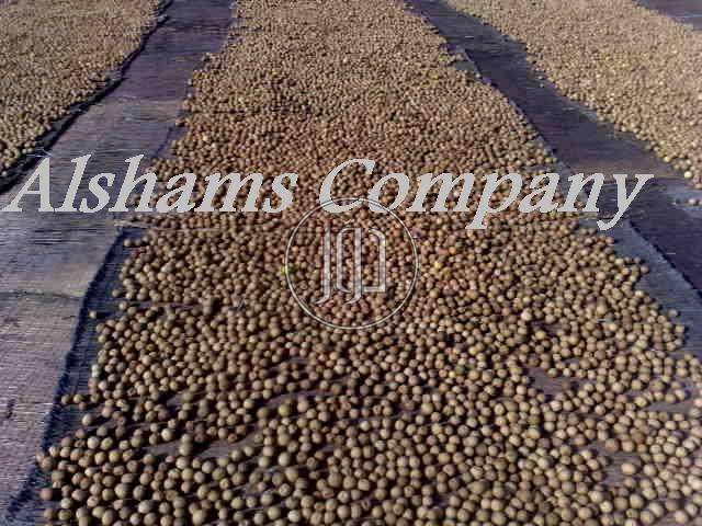 صور محاصيل وبذور زراعية في السعودية - دوّر.كوم