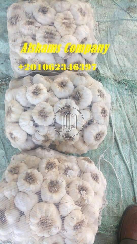 صور محاصيل وبذور زراعية في الباحة - دوّر.كوم