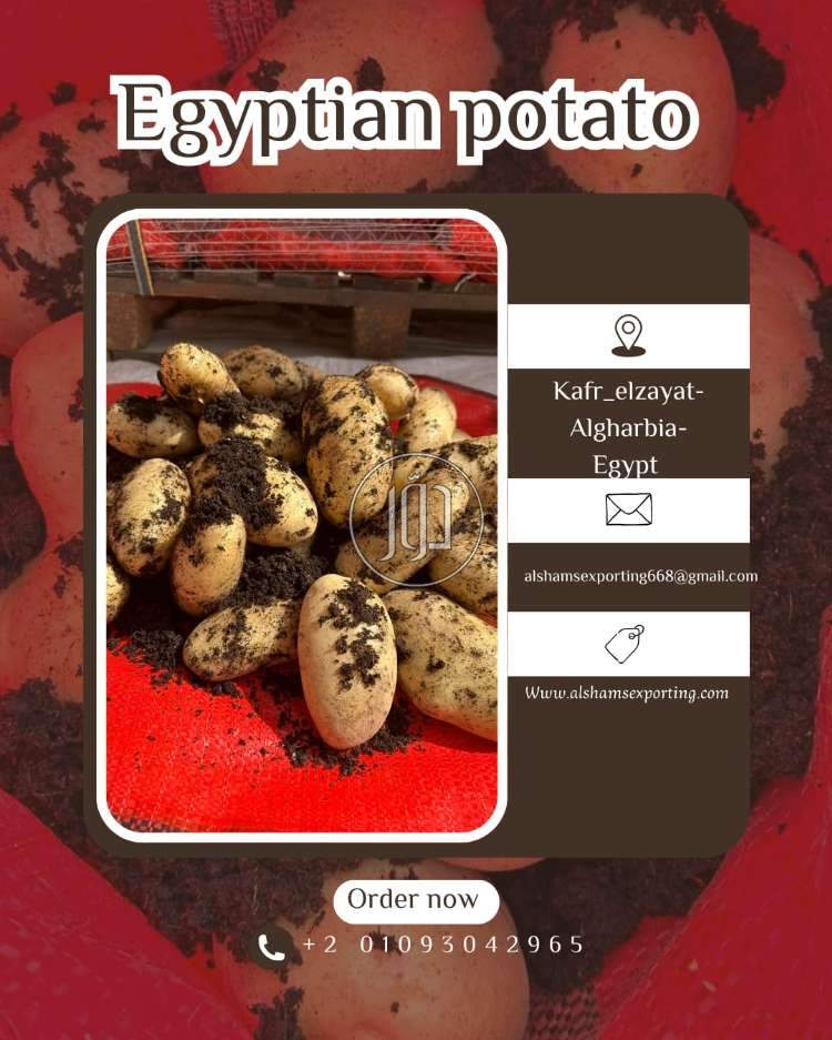 محاصيل زراعية في السعودية - دوّر.كوم