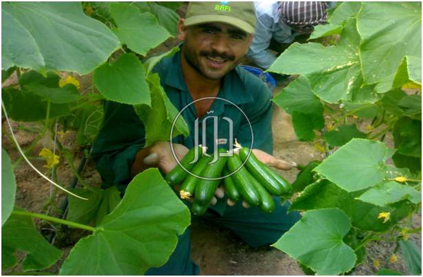 صور محاصيل وبذور زراعية في السعودية - دوّر.كوم