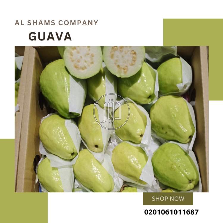 fresh guava - محاصيل وبذور زراعية في السعودية بالكامل