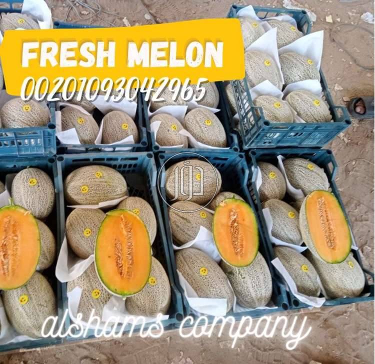 صور محاصيل وبذور زراعية في السعودية - دوّر.كوم