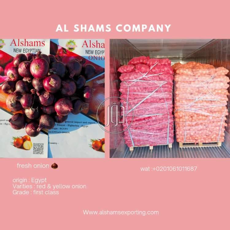 fresh onion for export - محاصيل وبذور زراعية في السعودية بالكامل
