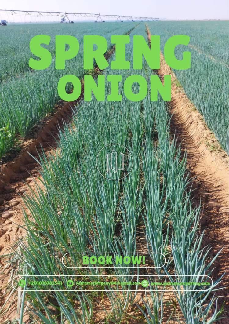 𝗙𝗿𝗲𝘀𝗵 𝗚𝗿𝗲𝗲𝗻 𝗢𝗻𝗶𝗼𝗻𝘀