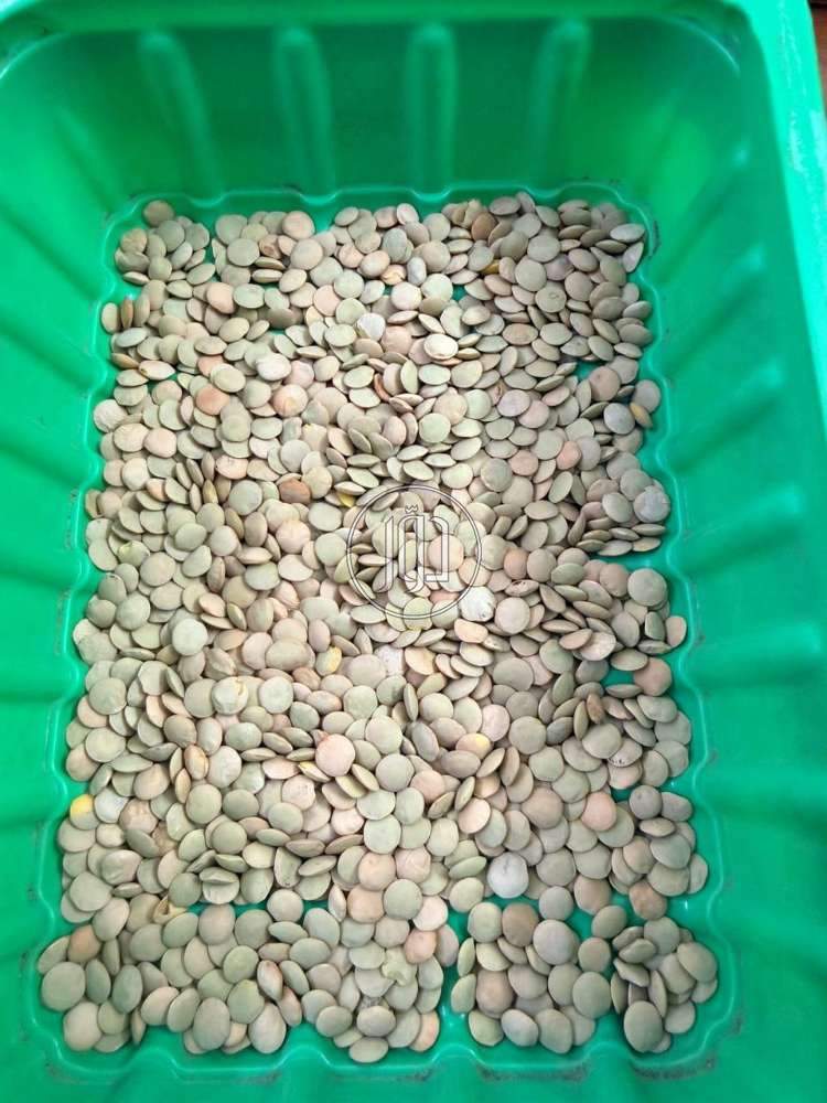 محاصيل زراعية في السعودية - دوّر.كوم