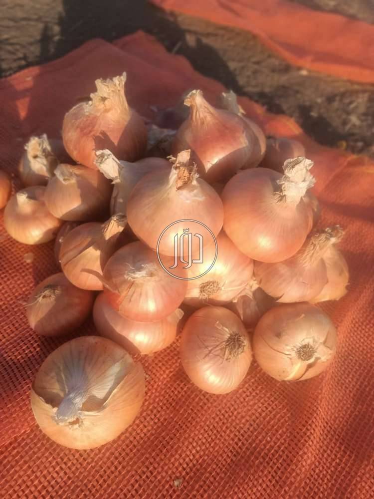 صور محاصيل وبذور زراعية في السعودية - دوّر.كوم