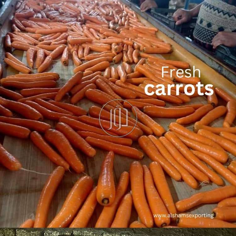 fresh carrots - محاصيل وبذور زراعية في السعودية بالكامل