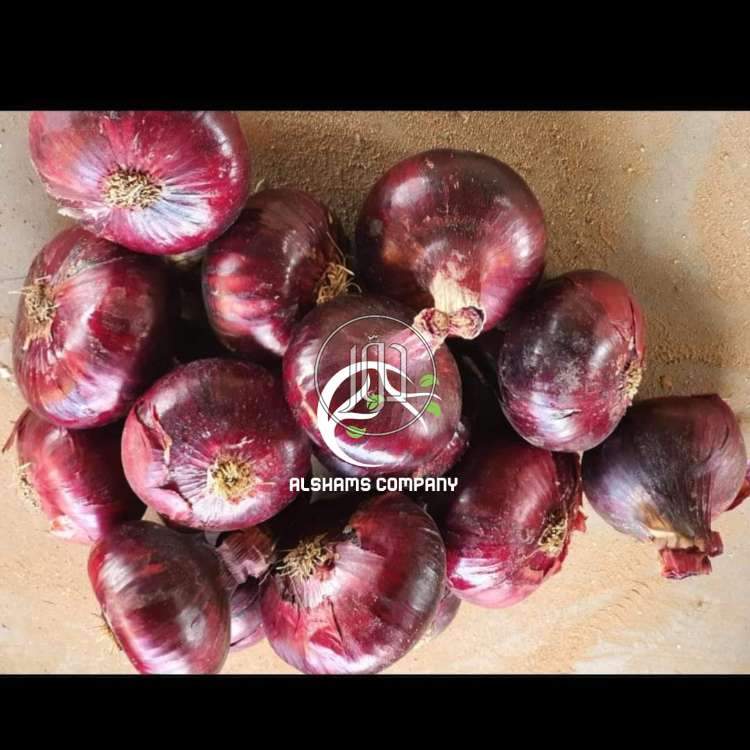 صور محاصيل وبذور زراعية في الكويت - دوّر.كوم