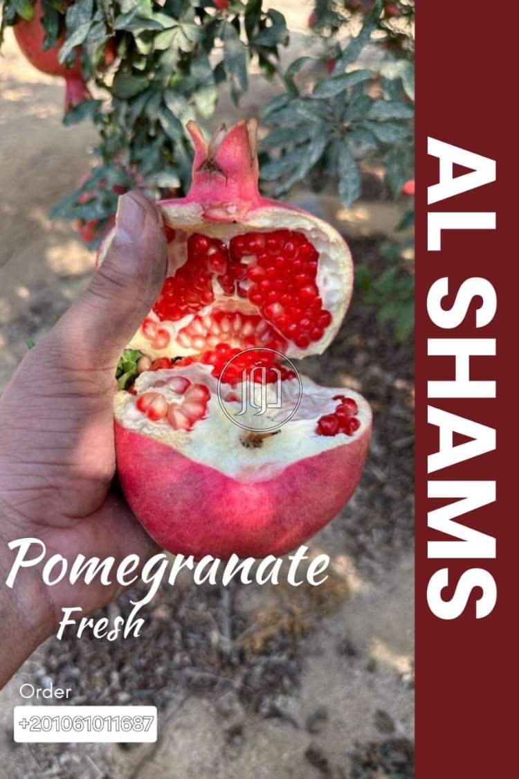 صور محاصيل وبذور زراعية في الكويت - دوّر.كوم