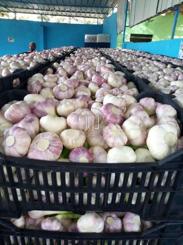 صور محاصيل وبذور زراعية في الكويت - دوّر.كوم