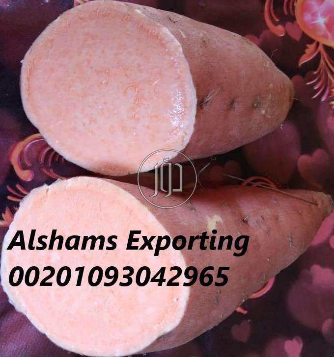 صور محاصيل وبذور زراعية في الكويت - دوّر.كوم