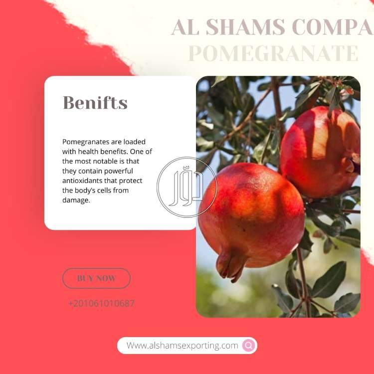 محاصيل زراعية في الكويت - دوّر.كوم