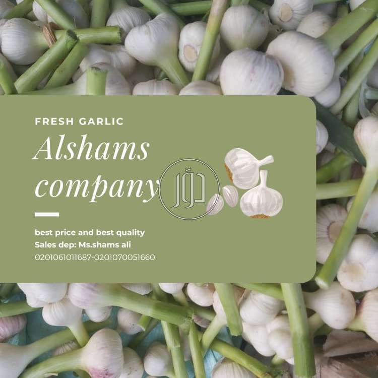 صور محاصيل وبذور زراعية في الكويت - دوّر.كوم