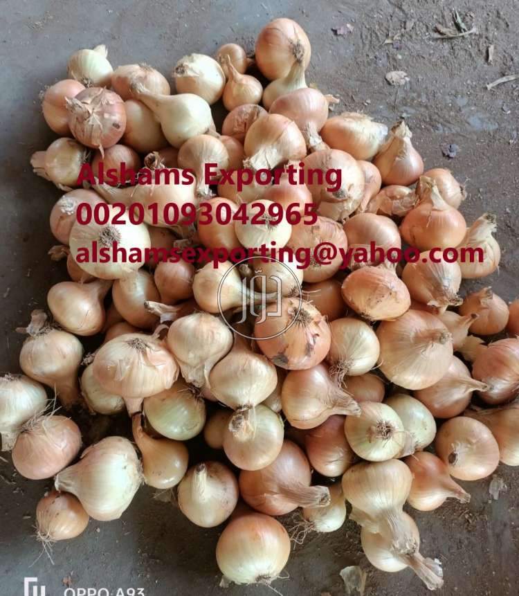 صور محاصيل وبذور زراعية في الكويت - دوّر.كوم