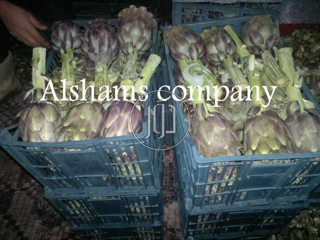 صور محاصيل وبذور زراعية في الكويت - دوّر.كوم