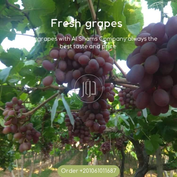 صور محاصيل وبذور زراعية في الكويت - دوّر.كوم