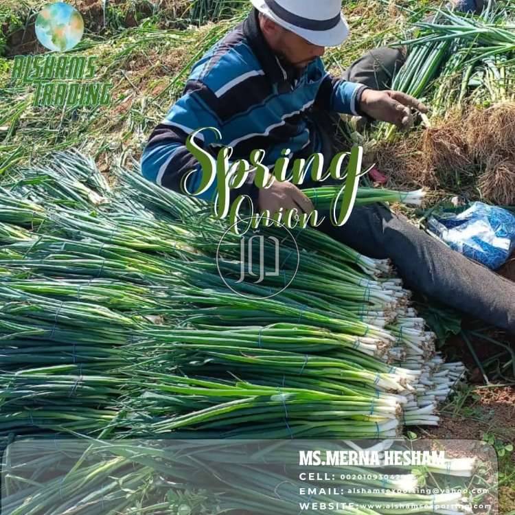 صور محاصيل وبذور زراعية في الكويت - دوّر.كوم