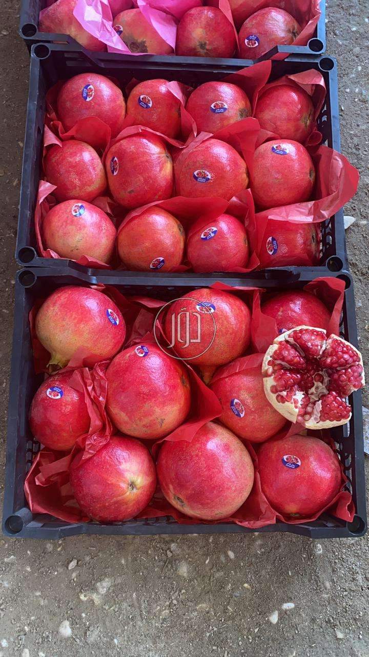 صور محاصيل وبذور زراعية في الكويت - دوّر.كوم