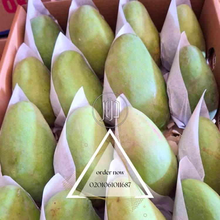 صور محاصيل وبذور زراعية في الكويت - دوّر.كوم