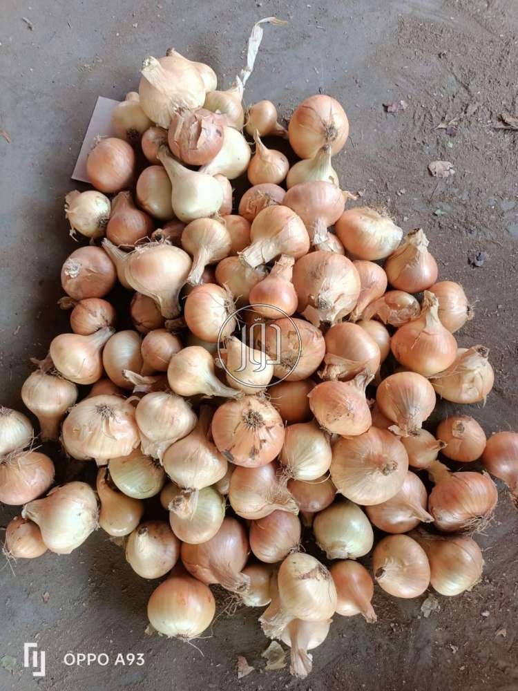 صور محاصيل وبذور زراعية في الكويت - دوّر.كوم