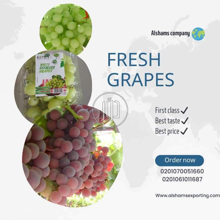 صور محاصيل وبذور زراعية في الكويت - دوّر.كوم