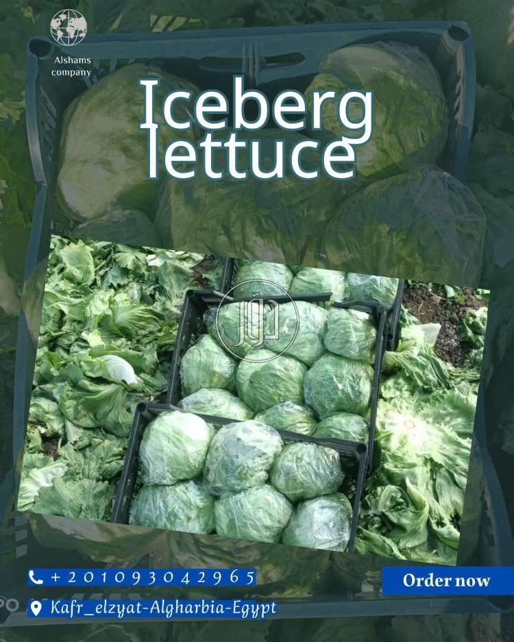 محاصيل زراعية في الكويت - دوّر.كوم