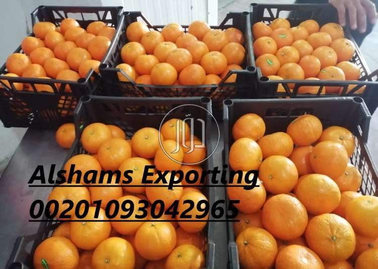 صور محاصيل وبذور زراعية في الكويت - دوّر.كوم